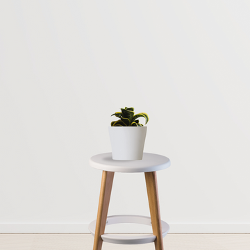 Twister snake plant for home decor
